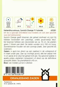 Helianthus, Zonnebloem Sunrich Orange F1 Oranjeband - afbeelding 2