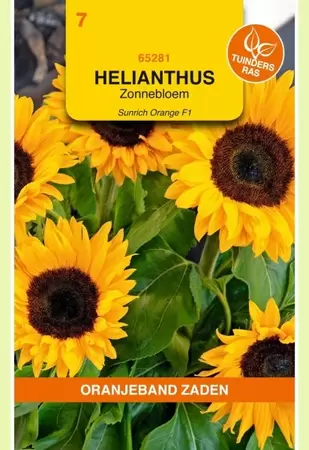 Helianthus, Zonnebloem Sunrich Orange F1 Oranjeband - afbeelding 1