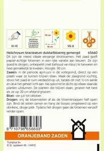 Helichrysum, Strobloem dubbelbloemig gemengd Oranjeband - afbeelding 2