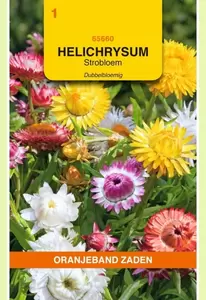 Helichrysum, Strobloem dubbelbloemig gemengd Oranjeband - afbeelding 1