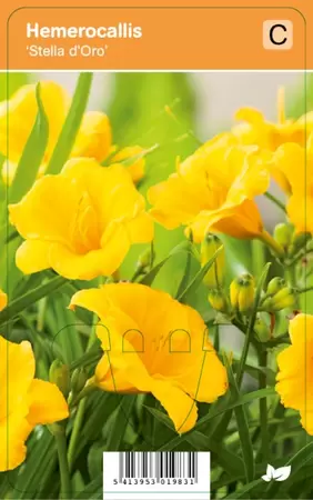 Hemerocallis Stella dOro