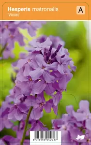 Hesperis matronalis Violet P9