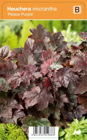 Heuchera micrantha Palace Purple