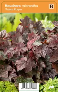 Heuchera micrantha Palace Purple
