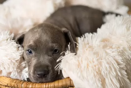 Hondenmanden en kussens