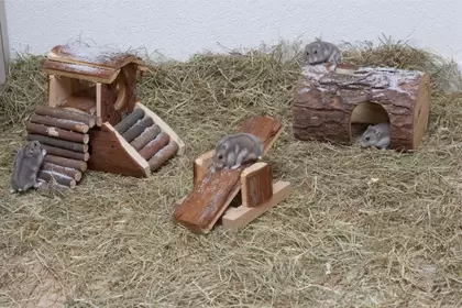 Hooi, Stro, Houtvezel