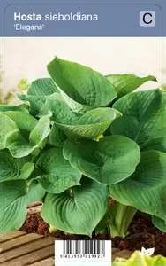 Hosta sieboldiana Elegans