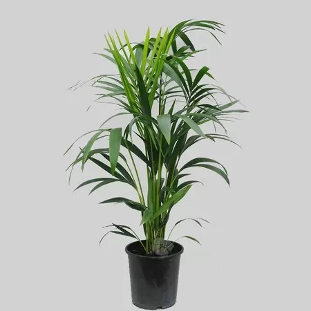 Howea Forsteriana | Kentia Palm Pot21cm H100cm