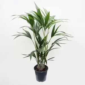 Howea Forsteriana | Kentia Palm