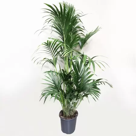 Howea Forsteriana | Kentia Palm