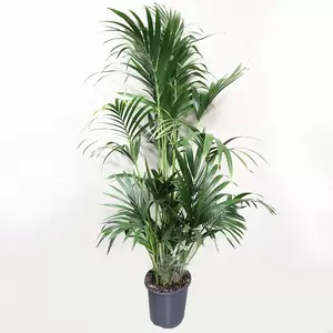 Howea Forsteriana | Kentia Palm