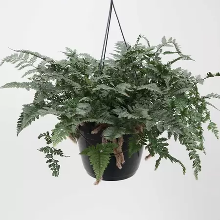 Humata Teyermanii | Hazepootvaren