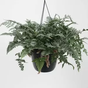 Humata Teyermanii | Hazepootvaren