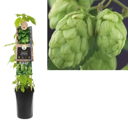 Humulus lupulus 'Nordbrau' | Hop