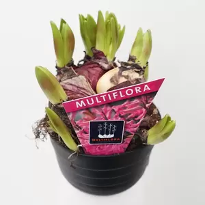 Hyacint multiflora - afbeelding 2