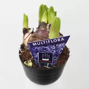 Hyacint multiflora - afbeelding 3