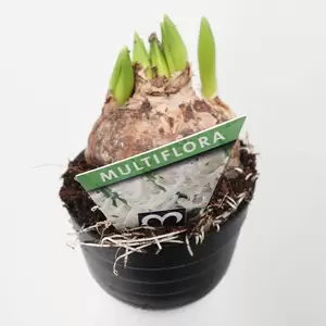 Hyacint multiflora - afbeelding 4