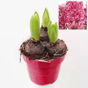 Hyacint orientalis - afbeelding 2