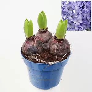 Hyacint orientalis - afbeelding 3