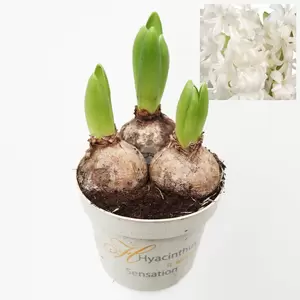 Hyacint orientalis - afbeelding 4