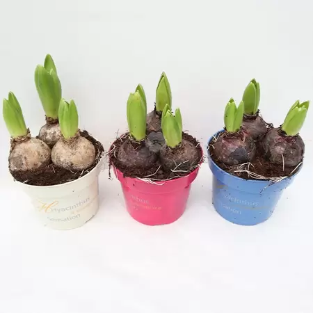 Hyacint orientalis - afbeelding 1