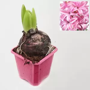 Hyacint orientalis - afbeelding 2