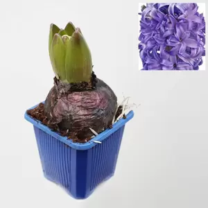 Hyacint orientalis - afbeelding 3