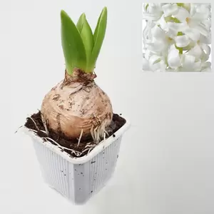 Hyacint orientalis - afbeelding 4