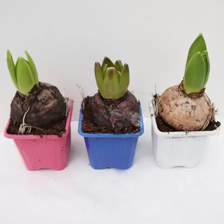 Hyacint orientalis - afbeelding 1