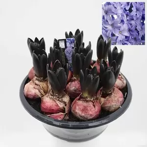 Hyacinthus Schaal Pot23cm - blauw
