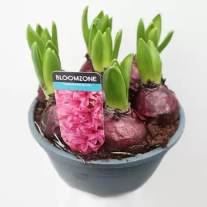 Hyacinthus schaal - afbeelding 2