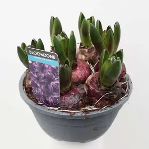 Hyacinthus schaal - afbeelding 3