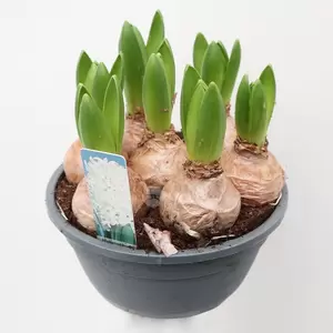 Hyacinthus schaal - afbeelding 4