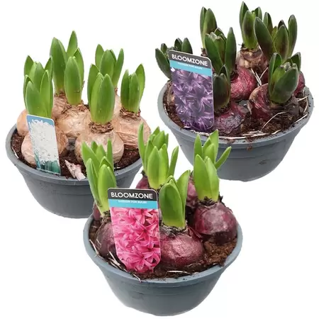 Hyacinthus schaal - afbeelding 1