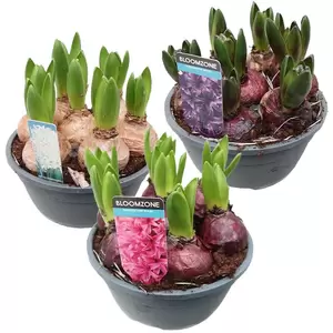 Hyacinthus schaal