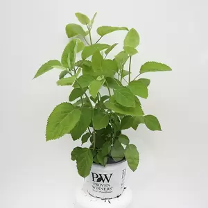 Hydrangea arb. 'Strong Annabelle' C3 | Hortensia - afbeelding 1