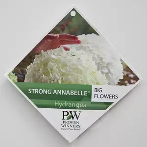 Hydrangea arb. 'Strong Annabelle' C3 | Hortensia - afbeelding 2