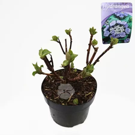Hydrangea macr. Blaumeise | Boeren Hortensia