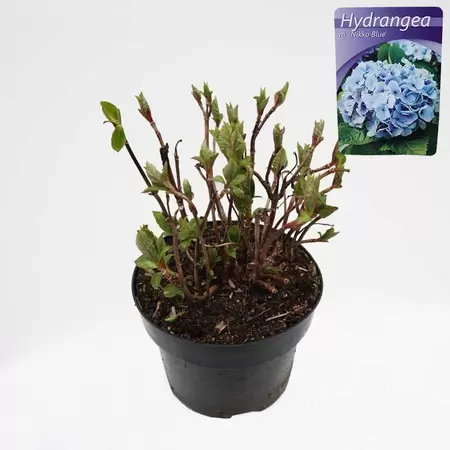 Hydrangea macr. Nikko Blue | Boeren Hortensia