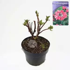 Hydrangea macr. Rotkehlchen | Boeren Hortensia