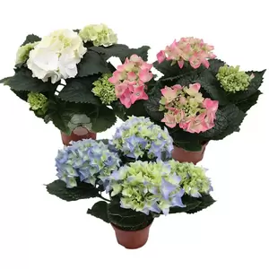 Hydrangea macrophylla | Hortensia - afbeelding 1