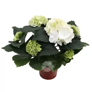 Hydrangea macrophylla | Hortensia - afbeelding 4