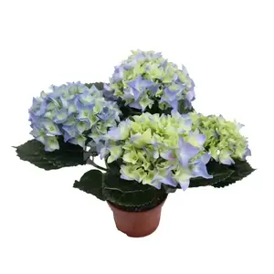 Hydrangea macrophylla | Hortensia - afbeelding 2