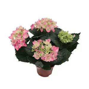 Hydrangea macrophylla | Hortensia - afbeelding 3