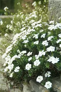 Iberis sempervirens 6-pack - afbeelding 2