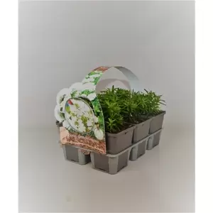 Iberis sempervirens 6-pack - afbeelding 1