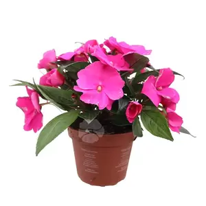 Impatiens New Guinea | Vlijtig liesje - afbeelding 2