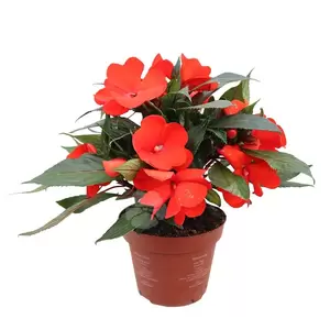 Impatiens New Guinea | Vlijtig liesje - afbeelding 3