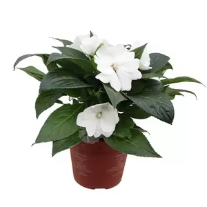 Impatiens New Guinea | Vlijtig liesje - afbeelding 4