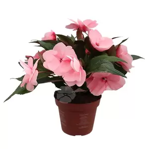 Impatiens New Guinea | Vlijtig liesje - afbeelding 5